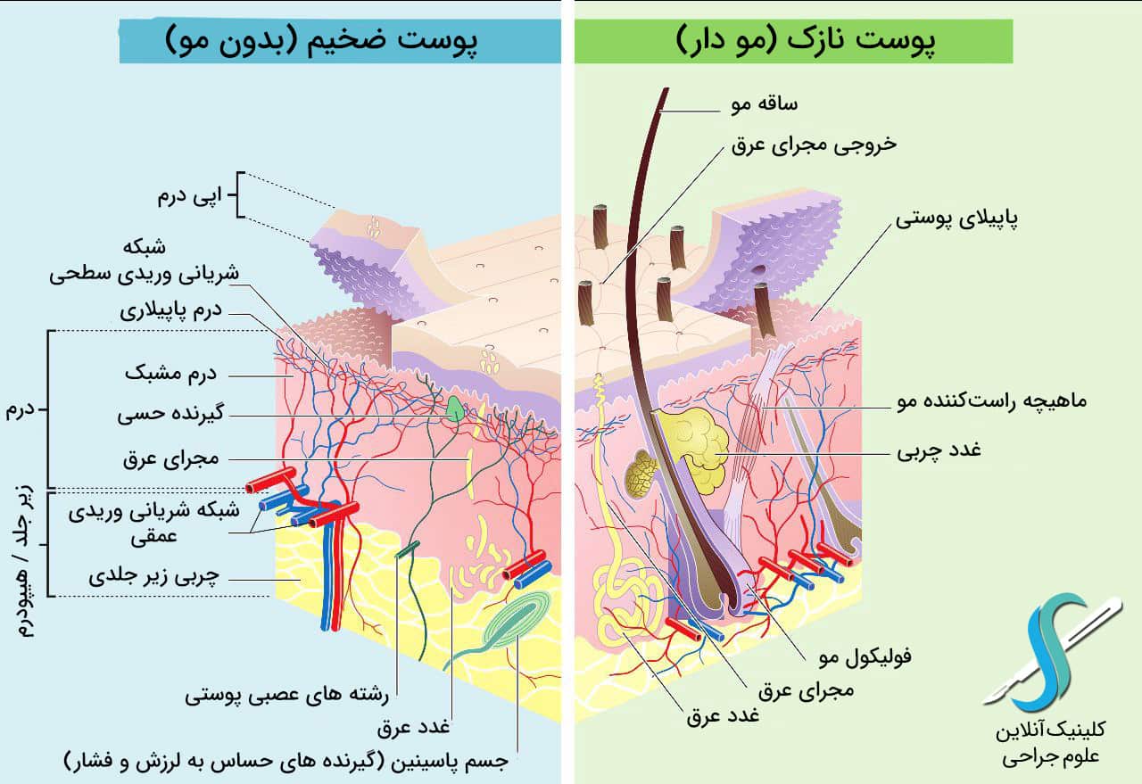 ساختار لایه های پوست